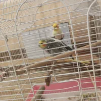 عروس هلندی|پرنده|ایرانشهر, |دیوار