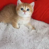 گربه بریتیش|گربه|تهران, پاسداران|دیوار