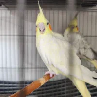 عروس هلندی|پرنده|محمدشهر, شهرک پیام (مهرالبرز)|دیوار