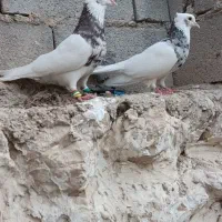 جفت طوقی|پرنده|اهرم, |دیوار