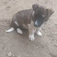 سگ پا کوتاه|سگ|نیشابور, بنیاد شهید|دیوار