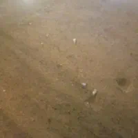 کود حیوانی کاوی