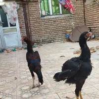 جوجه لاری|حیوانات مزرعه|اردبیل, |دیوار