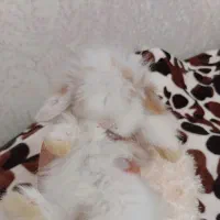 بچه خرگوش لوپ هلندی اصیل و خوکچه هندی فشن موبلند|موش و خرگوش|تهران, تهرانپارس شرقی|دیوار