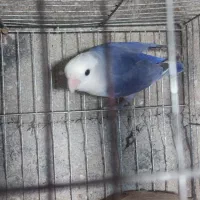 کوتوله ماده بالغ