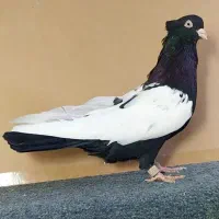 سینه سیاه نوک سفید