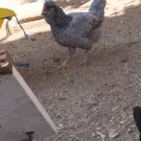 مرغ|حیوانات مزرعه|بوشهر, |دیوار