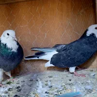 کفتر پرشی|پرنده|کرج, خرمدشت|دیوار