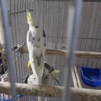 عروس نر|پرنده|تهران, زرگنده|دیوار