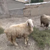 قوچ|حیوانات مزرعه|ارم, |دیوار