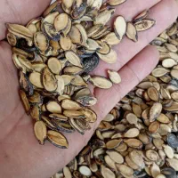 تخمه هندانه دیم رسیده  بدون پوکی