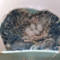 جفت فنچ با تخم جوون حلقه پا پلم