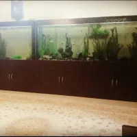 آکواریوم 2 متری فقط 1800 ، مشهد