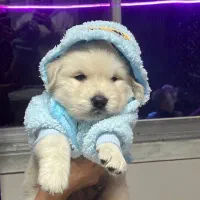 گلدن رتریور