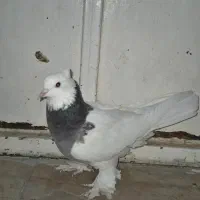 کبوتر طوقی ماده|پرنده|شیراز, گلستان|دیوار