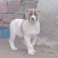 توله الابای نر