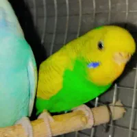 مرغ عشق انگلیسی رینبو اسپانگل خاص ضمانتی|پرنده|خاش, |دیوار