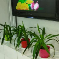 گل گلدان|گل و گیاه طبیعی|تربتحیدریه, رضاشهر|دیوار