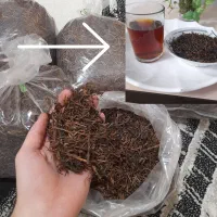 چای چوب گیلان