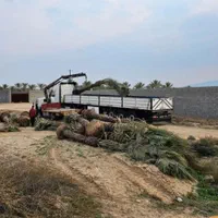 ارسال پالم نخل فقط یک دهم بدون واسطه|کلکسیون اشیاء عتیقه|نور, |دیوار