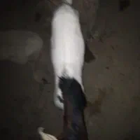 بز نر پاکستانی|حیوانات مزرعه|ساربوک, |دیوار