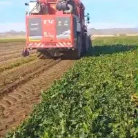 کمباین چغندر