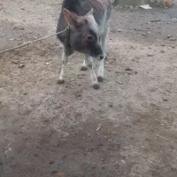 گاو‌‌محلی|حیوانات مزرعه|سیاهکل, |دیوار