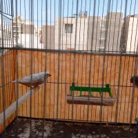 فنچ نروماده