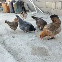 مرغ کوردی تخم گذار