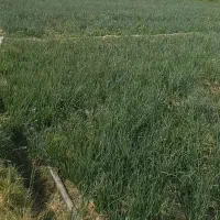 تر پیاز عالی درجه یک