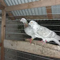 کبوتر پرشی