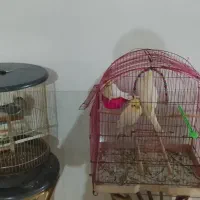 قفس های فروشی