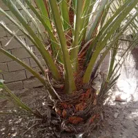 نخل للبیع فقط مشتری تماس واتساپ فیلم ارسالی موجود|خدمات باغبانی و درختکاری|شوشتر, |دیوار