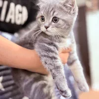 بچه گربه بریتیش فضول|گربه|اهواز, شهرک برق|دیوار