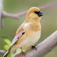 سهره بال صورتی بخون