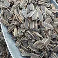 تخمه سنقری تازه ۴۵۰