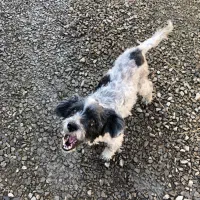 واگذاری رایگان شیتزو تریر|سگ|اطاقور, |دیوار