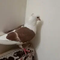 یک عدد گراف سرخ کاکلی نر