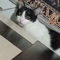 واگذاری رایگان گربهbsh