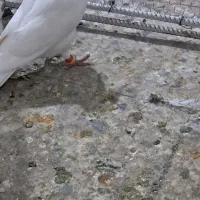 طوقی کبوتر|پرنده|مسجد سلیمان, |دیوار