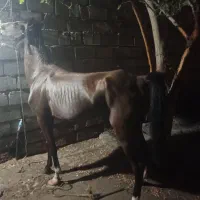 اسب فروشی دوخون