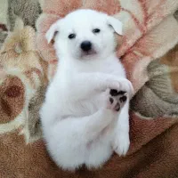 توله سگ پاکوتاه