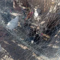 خروس محلی|حیوانات مزرعه|رفسنجان, |دیوار