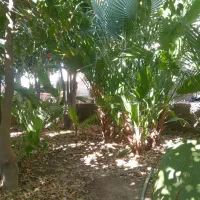 تعدای نهال پالم