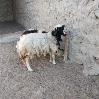 بره ماده جمولی (سیاه ۶۵۰۰)..سفید ۷میلیون|حیوانات مزرعه|قشم, |دیوار