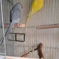 طوطی|پرنده|بوکان, |دیوار