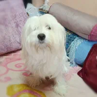 شیتزو ماده