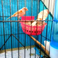 جفت قناری موزاییکی اورجینال باتخم|پرنده|تهران, جوادیه تهرانپارس|دیوار