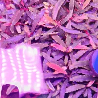 بوسفلاندرا