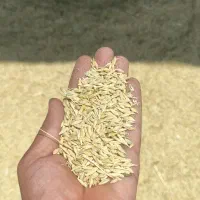 جو بومی